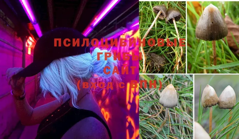 Псилоцибиновые грибы Psilocybe  Гагарин 